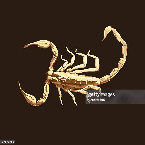 scorpion - animal leg stock illustrations