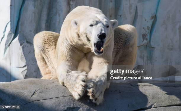 Polar bear sitting in its enclosure in the Tierpark Hagenbeck in Hamburg, Germany, 01 March 2018. Photo: Daniel Reinhardt/dpa