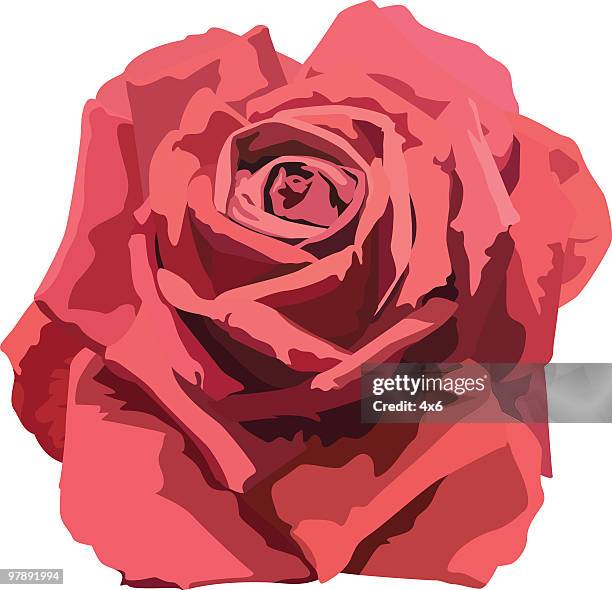red rose - single rose stock illustrations