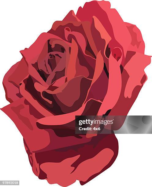 lovely red rose - single rose stock illustrations