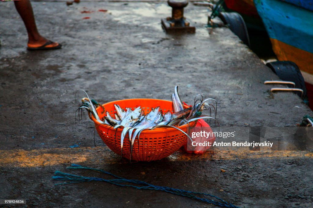 Fish for sale