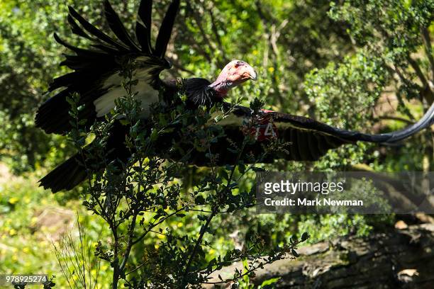 california condor - california condor stock pictures, royalty-free photos & images