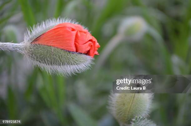 poppy - laura b stock pictures, royalty-free photos & images