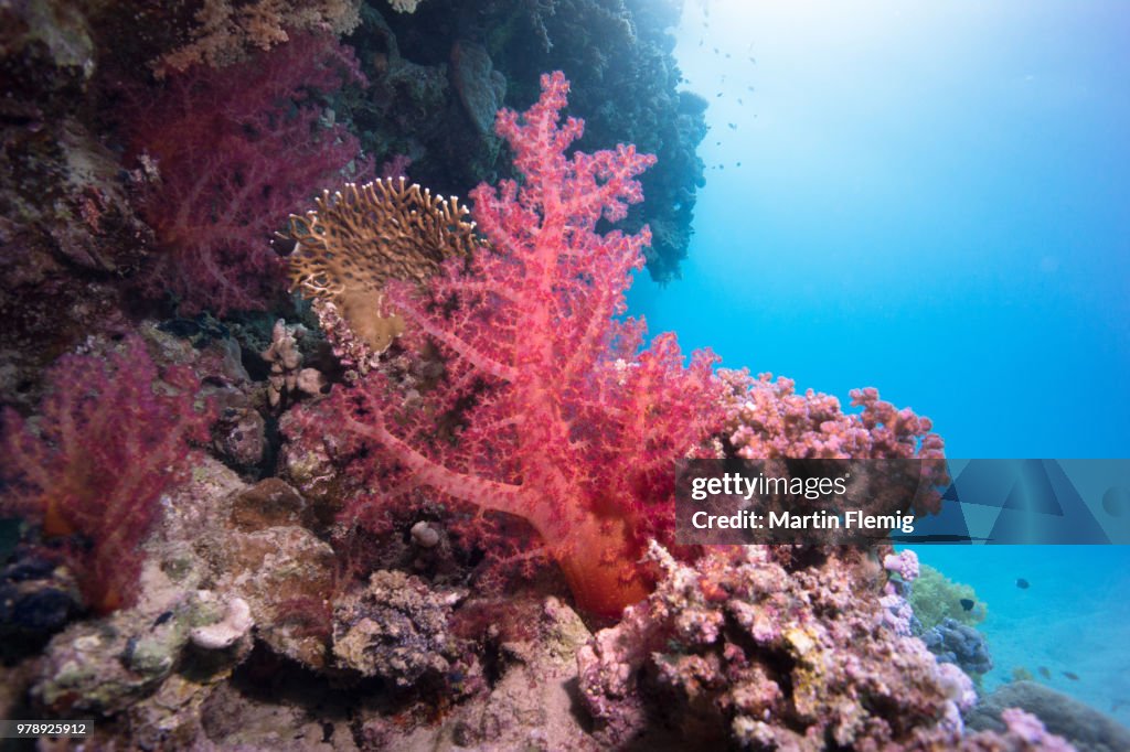 Bright red coral