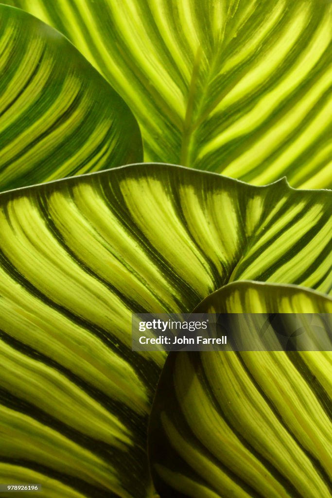 Leaf patterns Molbaks