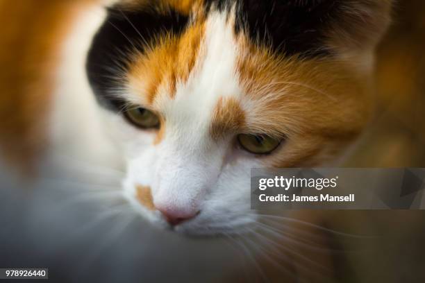 poppy cat - mansell stockfoto's en -beelden