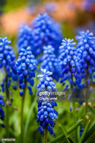 blue muscari armeniacum flowers blooming, styria, austria - グレープヒヤシンス ストックフォトと画像