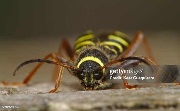 wasp beetle - wasp beetle imagens e fotografias de stock