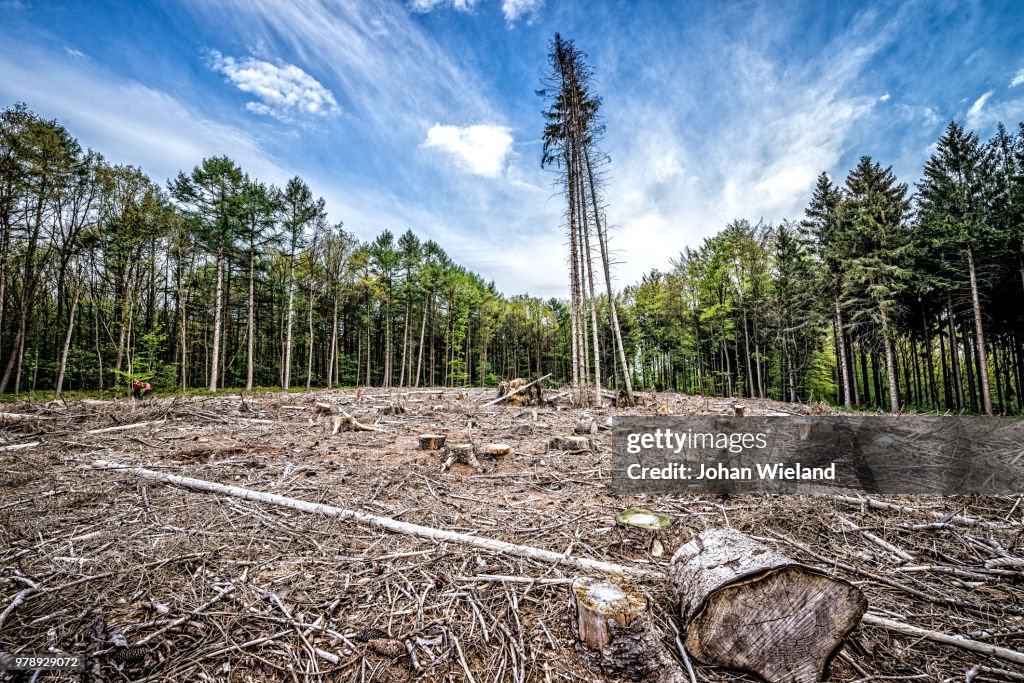 Field of cut down trees in forest, Vaals, Limburg, Netherlands