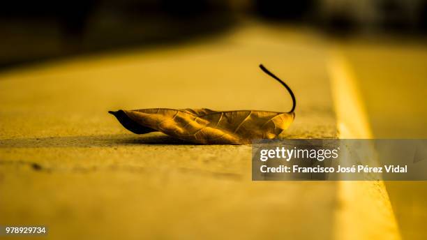 hoja del atardecer - hoja stock pictures, royalty-free photos & images