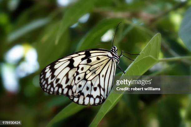 nature shoot april 27 - paper kite butterfly - paper kite butterfly stock pictures, royalty-free photos & images