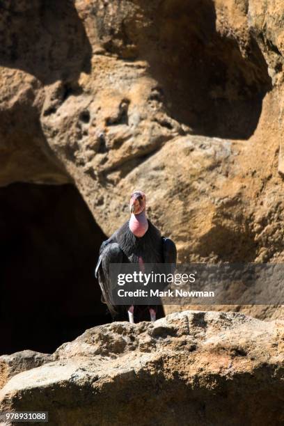 california condor - california condor stock-fotos und bilder