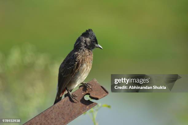 red-vented bulbul - abhinandan 個照片及圖片檔