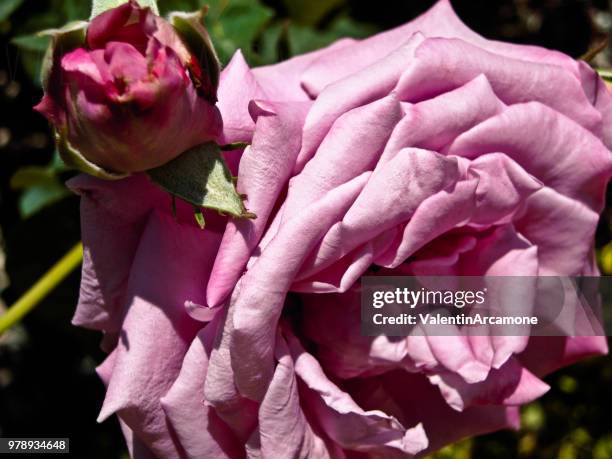 27 Pinkrose Stock Photos, High-Res Pictures, and Images - Getty
