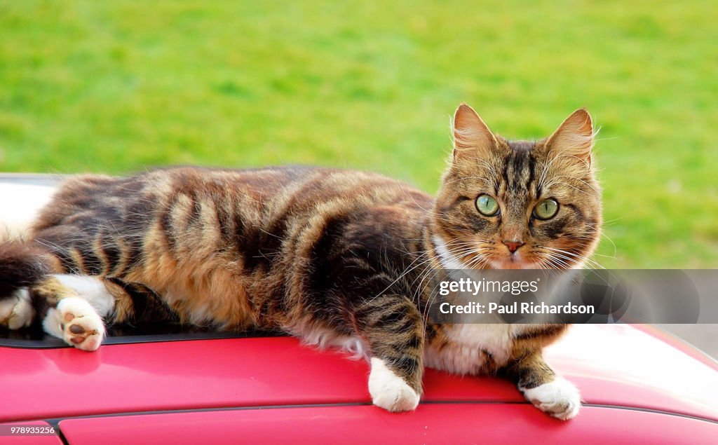 Cat relaxing on car
