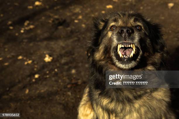 kolyvan’,russia - leonberger stock pictures, royalty-free photos & images