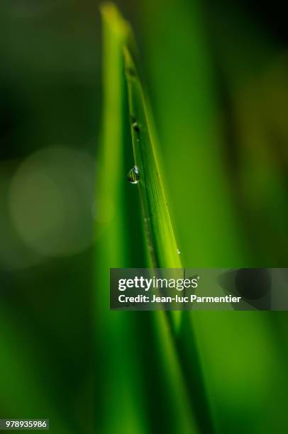 a single drop between light and shadow. - drop shadow stock pictures, royalty-free photos & images