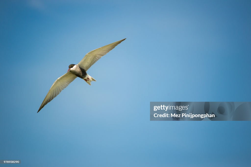 Fly for Freedom