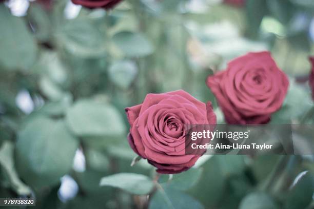 rosa - aina stock pictures, royalty-free photos & images