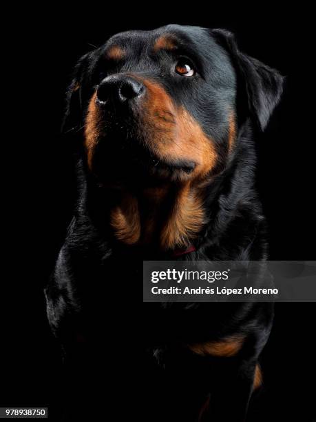 aika - rottweiler imagens e fotografias de stock