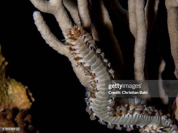 Bristle Worm High-Res Stock Photo