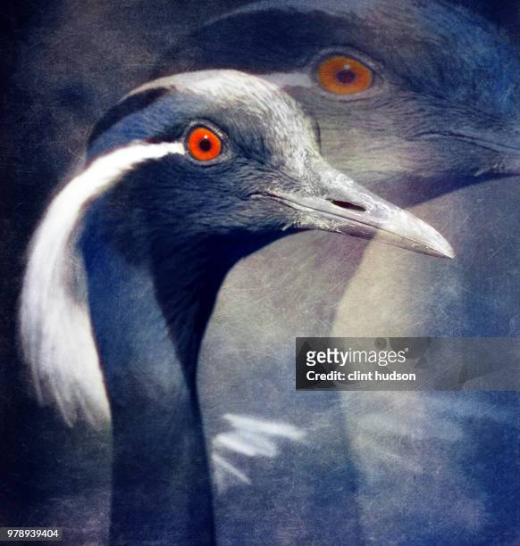 mr burns - demoiselle crane stock pictures, royalty-free photos & images