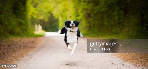 catch them all ! - dog jump ストックフォトと画像