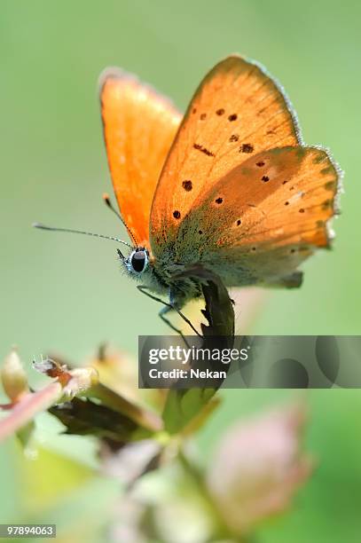 Butterfly On A Flower Lycaena Virgaurea High-Res Stock Photo