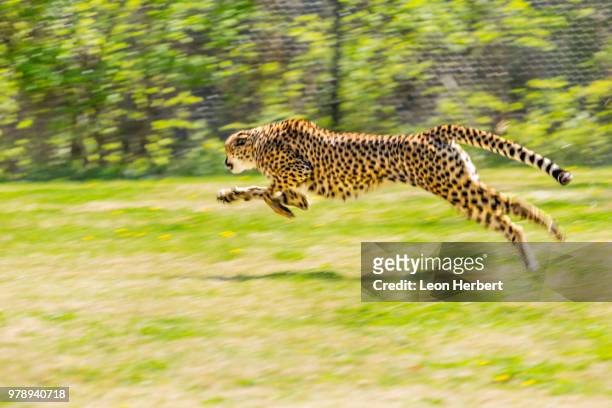 890 Fastest Animal In The World Photos and Premium High Res Pictures -  Getty Images
