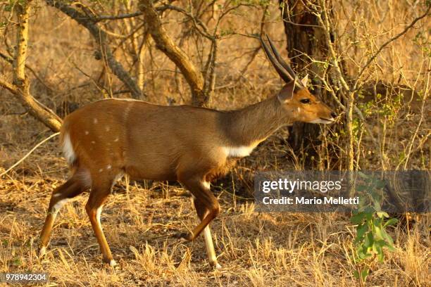 bushbuck 2 - bushbuck fotografías e imágenes de stock