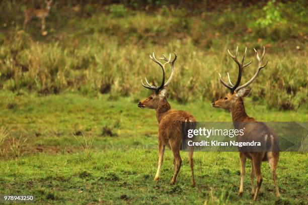 Barasinghs Images 115 Barasingha Stock Photos, High-Res Pictures, and Images - Getty Images