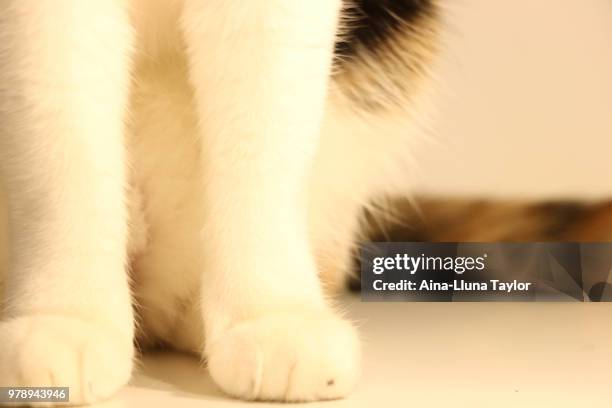 patitas de gato - aina stock pictures, royalty-free photos & images