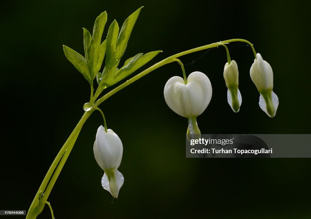 Bleeding Heart