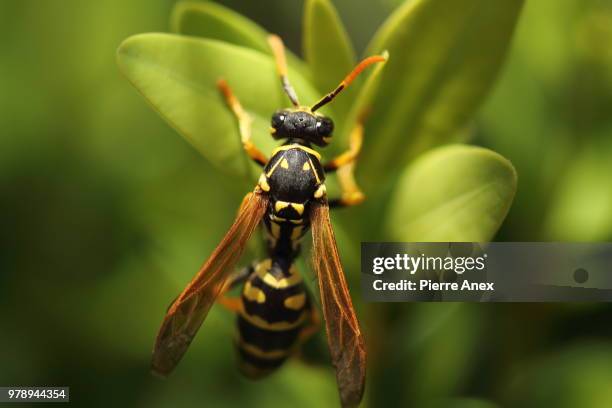 polistes... - polistes wasps stock pictures, royalty-free photos & images