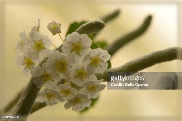 tiny spirea flowers - spirea stock pictures, royalty-free photos & images