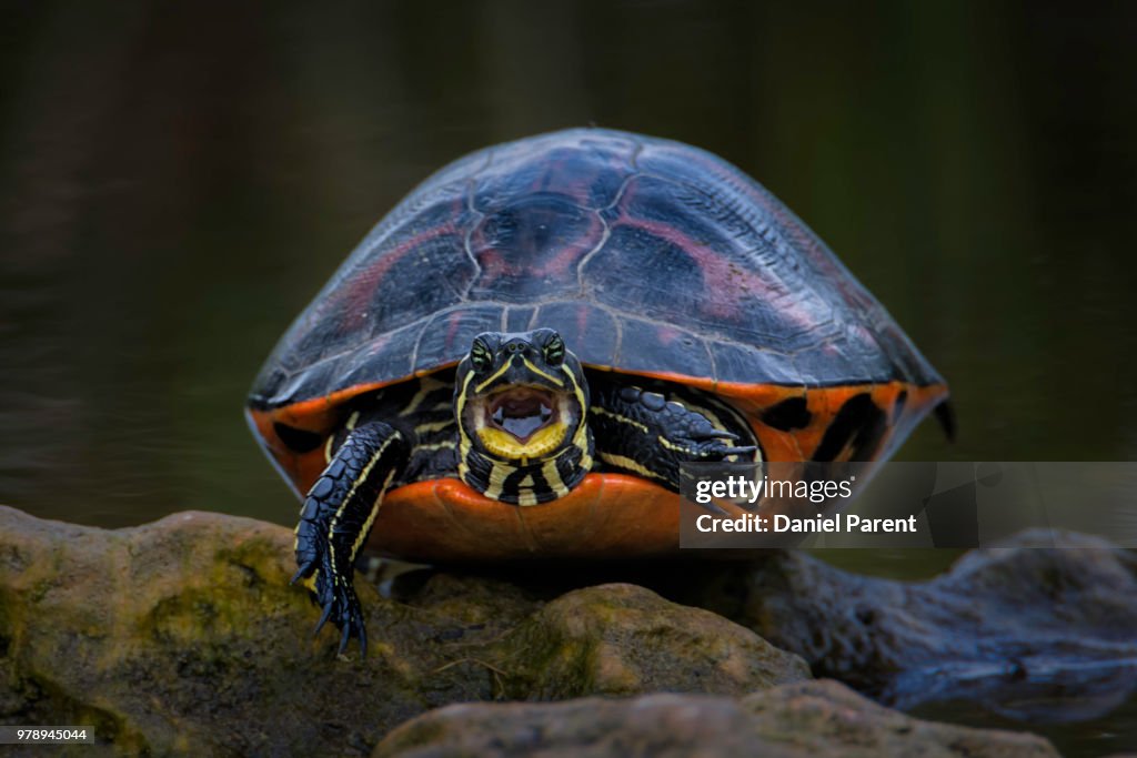 Red-bellied turtle screaming...