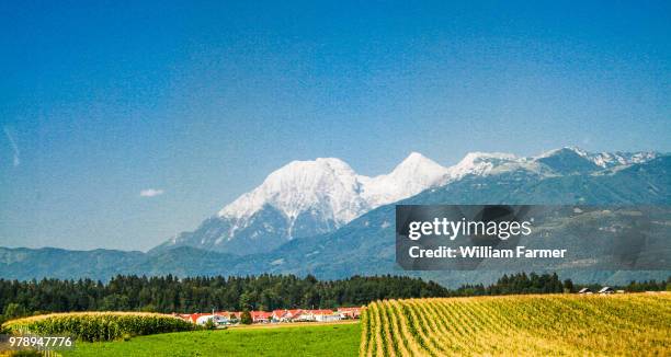 amber waves of grain - amber waves of grain stock pictures, royalty-free photos & images