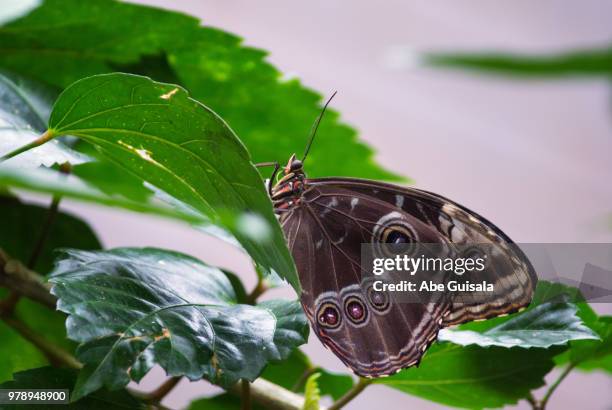 567 Abe Green Stock Photos, High-Res Pictures, and Images - Getty Images