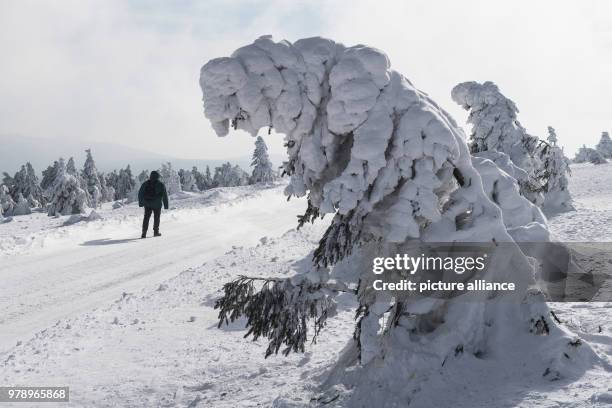 Man walks along the snow-covered landscape of the Brocken peak in the Harz Mountains in Schierke, Germany, 01 March 2018. Photo: Swen Pförtner/dpa