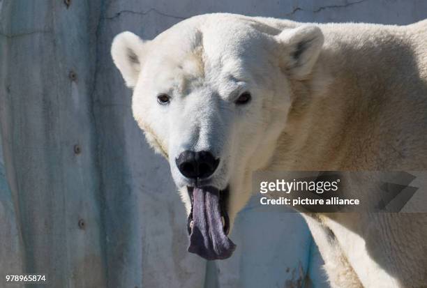 Polar bear sticks out its tongue in its enclosure in the Tierpark Hagenbeck in Hamburg, Germany, 01 March 2018. Photo: Daniel Reinhardt/dpa