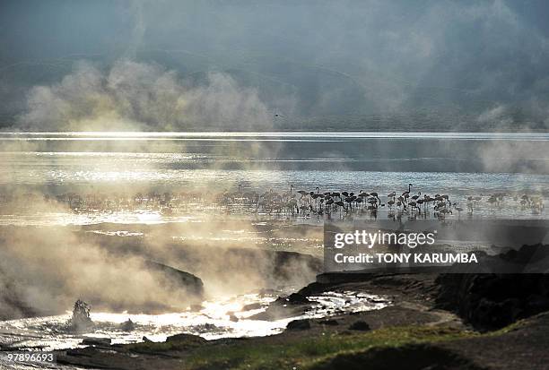 Flamingoes are seen near a geyser on the shores of Lake Bogoria, approximately 300 kilometres nothwest of Nairobi, near where Endorois elders...