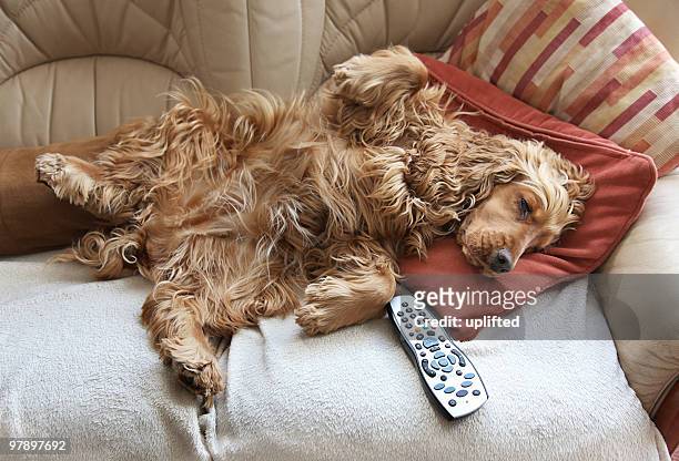 cocker spaniel relaxing in front of tv - cocker spaniel 個照��片及圖片檔