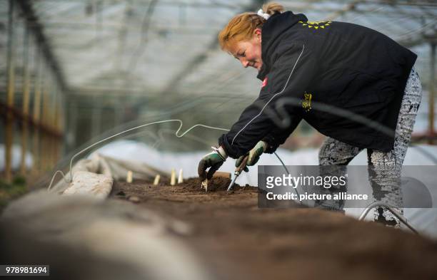 March 2018, Germany, Buerstadt: Seasonal worker Csilla harvests asparagus in the greenhouse. The luxury vegetable is already being harvested from the...