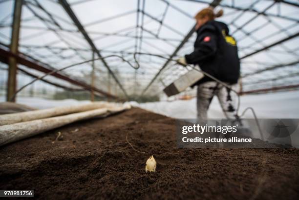 March 2018, Germany, Buerstadt: An asparagus spear protrudes from an asparagus ridge in the greenhouse. The luxury vegetable is already being...