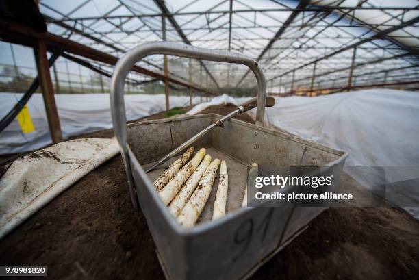 March 2018, Germany, Buerstadt: Freshly harvested asparagus lying in a basket. The luxury vegetable is already being harvested from the greenhouse at...