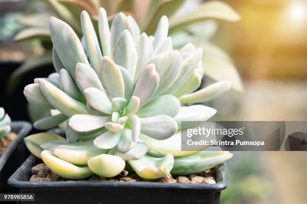 succulent plant in clay pot with white stone on green bokeh background. cactus plant nature. - pot plant stock pictures, royalty-free photos & images