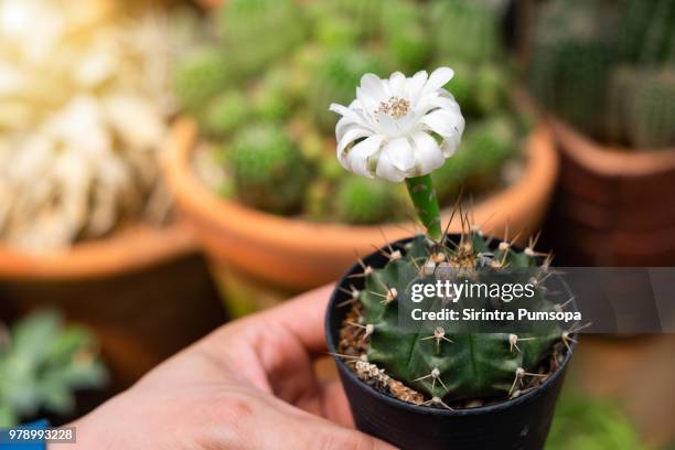 white flower cactus plant nature. succulent plant in clay pot with white stone on green bokeh background. - pot plant stock pictures, royalty-free photos & images