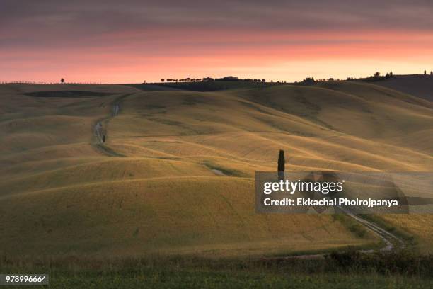 tuscany landscape with cypresses tree , val d'orcia ,toscana , italy. - asciano stock-fotos und bilder