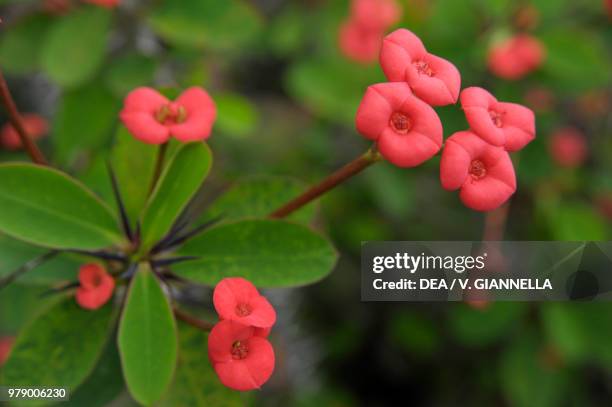 Crown of thorns or Christ thorn , Euphorbiaceae, Gardens of Trauttmansdorff Castle, Merano, Trentino-Alto Adige, Italy.