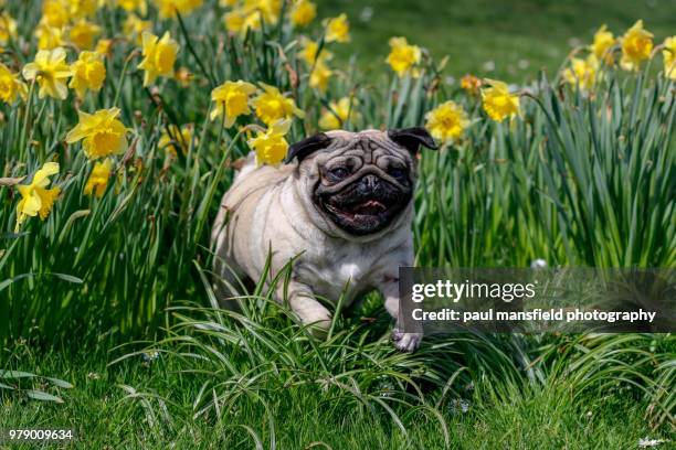 pug playing among daffoldils - pug stock pictures, royalty-free photos & images